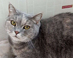 Кошки в Москве: Британка Тосенька ждет своего человека Девочка, Бесплатно - фото 6