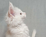 Кошки в Ульяновске: Белый полидакт мейн-кун Девочка, 60 000 руб. - фото 3