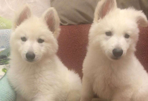 Щенки белой швейцарской овчарки