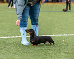 Собаки в Новотроицке: Вязка такса миниатюрная гладкошерстная Мальчик, 20 000 руб. - фото 4