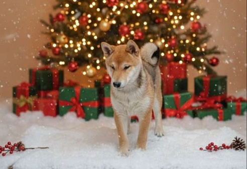 Сиба-ину РКФ девочка 