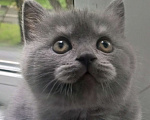 Кошки в Москве: Элитный клубный голубой котенок 14.06.2025 Мальчик, 20 000 руб. - фото 2
