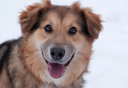 Пушистая красотка Паппи в поиске дома