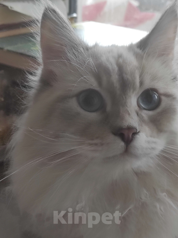 Кошки в Казани: Мальчик Невский Маскарадный Мальчик, 40 000 руб. - фото 1