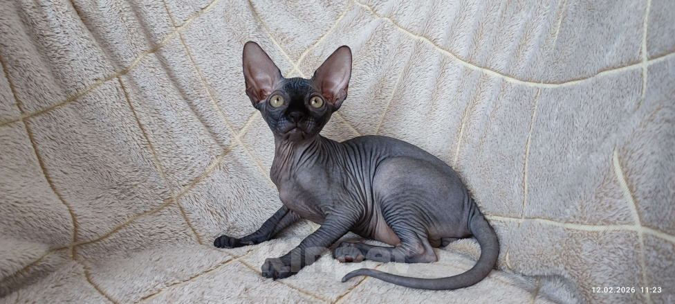 Кошки в Москве: Котята канадского сфинкса Мальчик, Бесплатно - фото 3