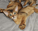 Кошки в Мытищах: Абиссинские котята в домашние любимцы Мальчик 1 Мальчик, 45 000 руб. - фото 6