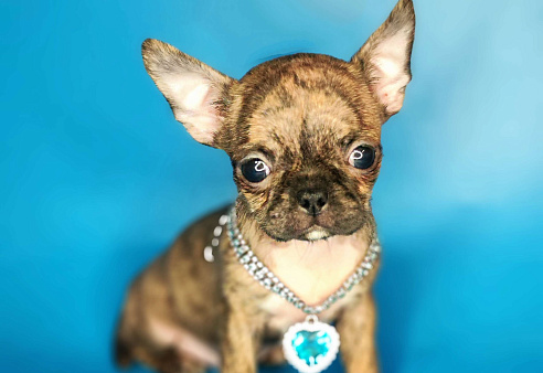 Мальчики чихуахуа бейби фейс 