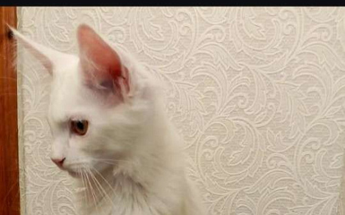 Продам котят породы мейн кун