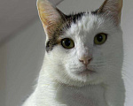 Кошки в Санкт-Петербурге: Ласковая Булочка ищет дом Девочка, Бесплатно - фото 5
