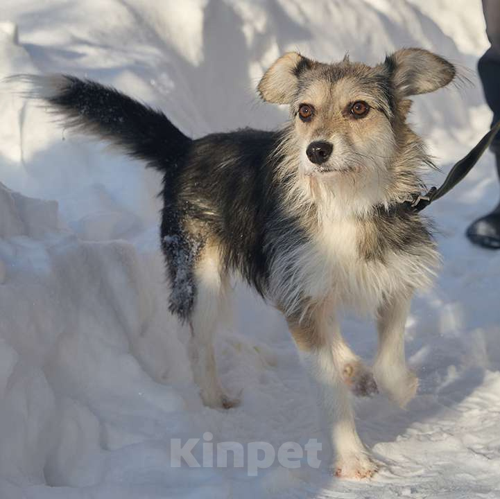 Собаки в Москве: Красотка Динка ищет семью Девочка, 10 руб. - фото 5