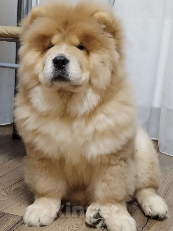 Собаки в Екатеринбурге: Щенок чау чау Мальчик, 80 000 руб. - фото 3