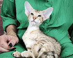 Кошки в Москве: Ориентальный котенок девочка Девочка, 65 000 руб. - фото 2