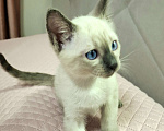 Кошки в Санкт-Петербурге: Тайский котенок Мальчик, 70 000 руб. - фото 2