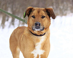 Собаки в Балашихе: Яркий рыжий пёс Абрикос 3,5 года из приюта Мальчик, Бесплатно - фото 2