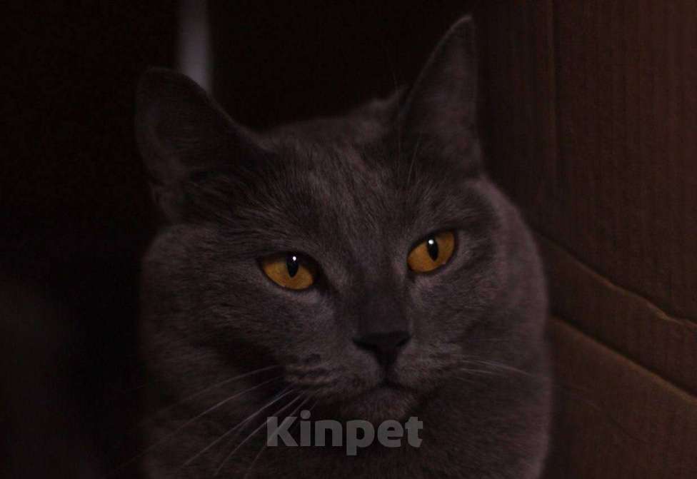 Кошки в Севастополе: Плюшевая молодая кошечка ищет дом Девочка, Бесплатно - фото 6