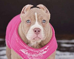 Собаки в Москве: Американский булли Классик Девочка, 150 000 руб. - фото 3