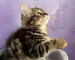 Кошки в Перми: Чудесные чистокровные сибирские котята Девочка, 30 000 руб. - фото 7