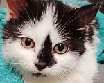 Кошки в других городах Московской области: Крошка Эли ищет семью Девочка, Бесплатно - фото 5