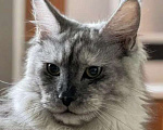 Кошки в Москве: ДЕВЧУШКА НА ВЫДАНЬЕ ИЗ ПИТОМНИКА Девочка, 30 000 руб. - фото 4
