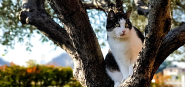 Как снять кошку с дерева