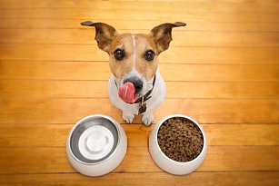 Как перевести собаку на сухой корм – другой марки или с рациона домашнего приготовления