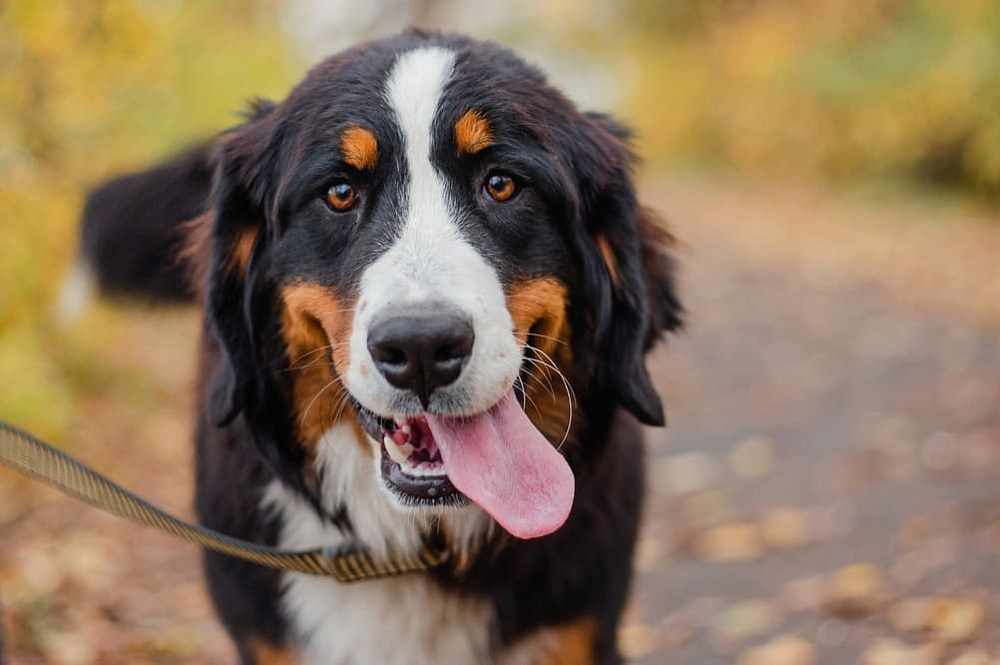Собака бернский зенненхунд
