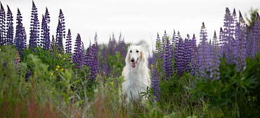 Русские породы собак с фотографиями и описанием