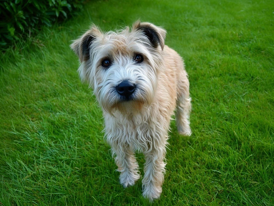 Глен оф Имаал терьер на газоне