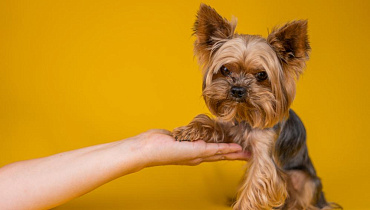 Дрессировка и воспитание йоркширского терьера