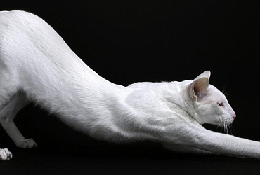 Породы кошек с самыми длинными лапами