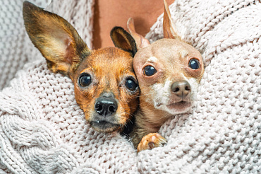 Вязка той-терьера – как правильно вязать породу