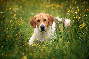 Сколько живут русские гончие – средняя продолжительность жизни и ее ключевые периоды