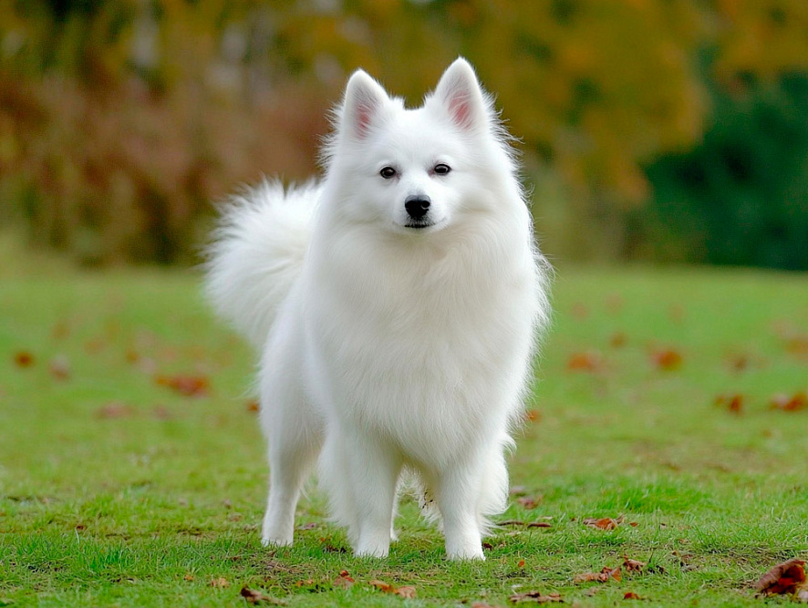 Итальянский шпиц на прогулке