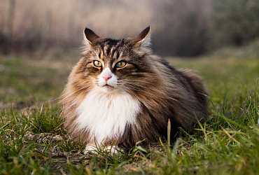 Размеры и вес норвежской лесной кошки