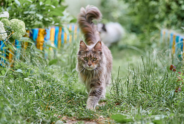Сколько длится беременность у мейн-кунов, этапы и уход за кошкой в этот период