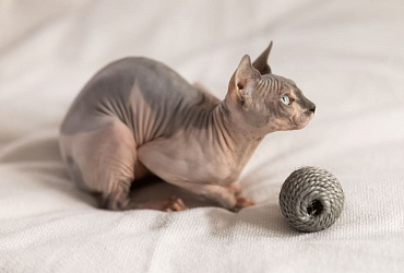 Сколько длится беременность у сфинкса, этапы и уход за кошкой в этот период