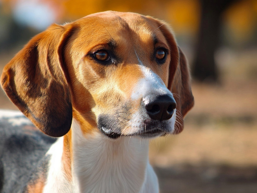 Харьер с рыжими ушами