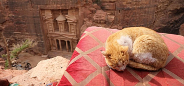 ТОП-13 самых древних пород кошек