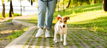 Как приучить щенка к поводку