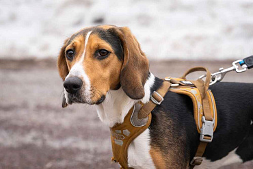 Сколько живут эстонские гончие – средняя продолжительность жизни и рекомендации по ее продлению