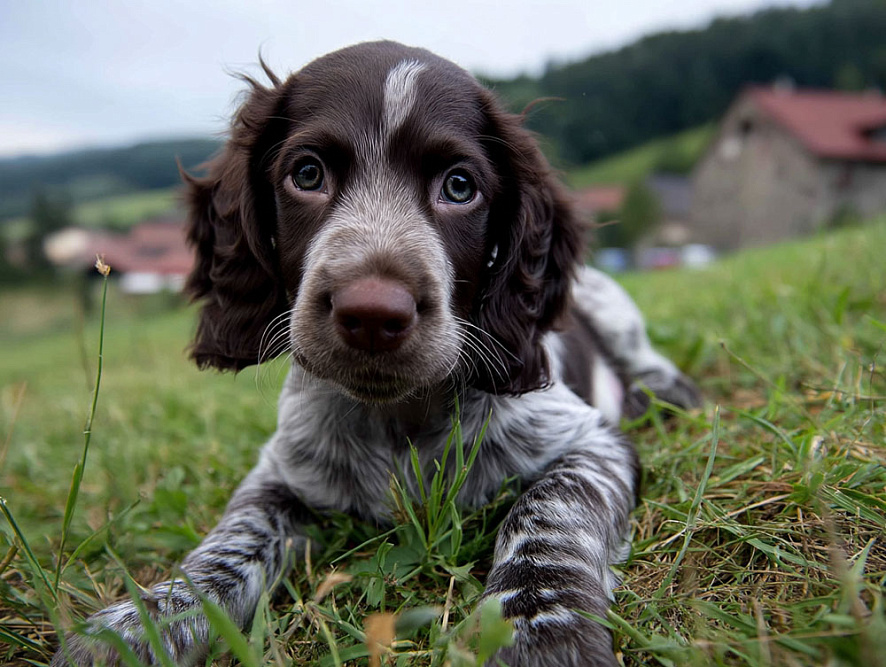 Щенок немецкого спаниеля чалого окраса