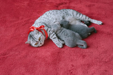 Лактация у кошек: молока нет, мало или слишком много?