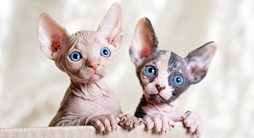 Все окрасы кошек-сфинксов с названиями и фото
