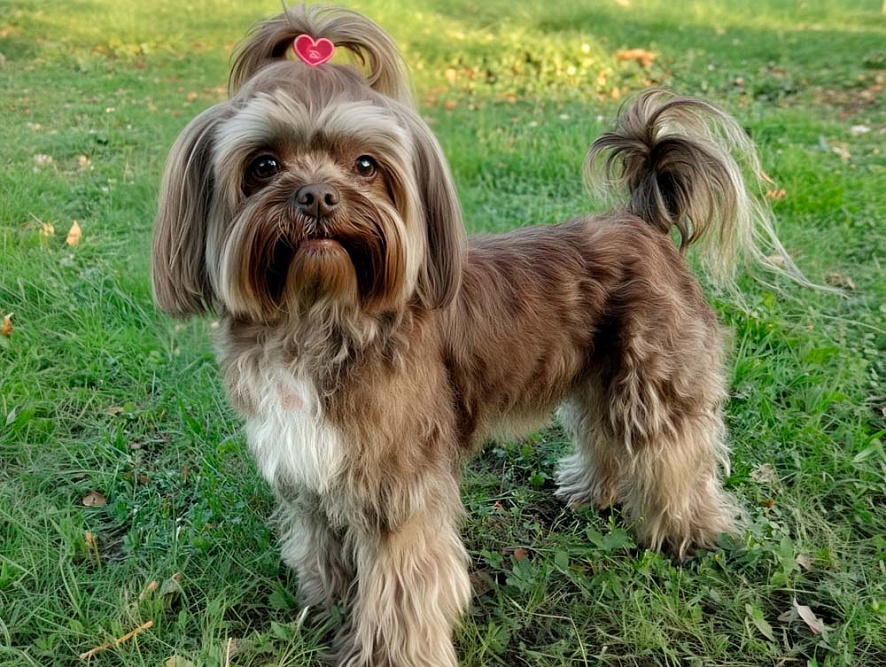 Русская цветная болонка стоит на зеленой траве