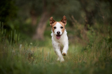 Сколько весит джек-рассел-терьер?