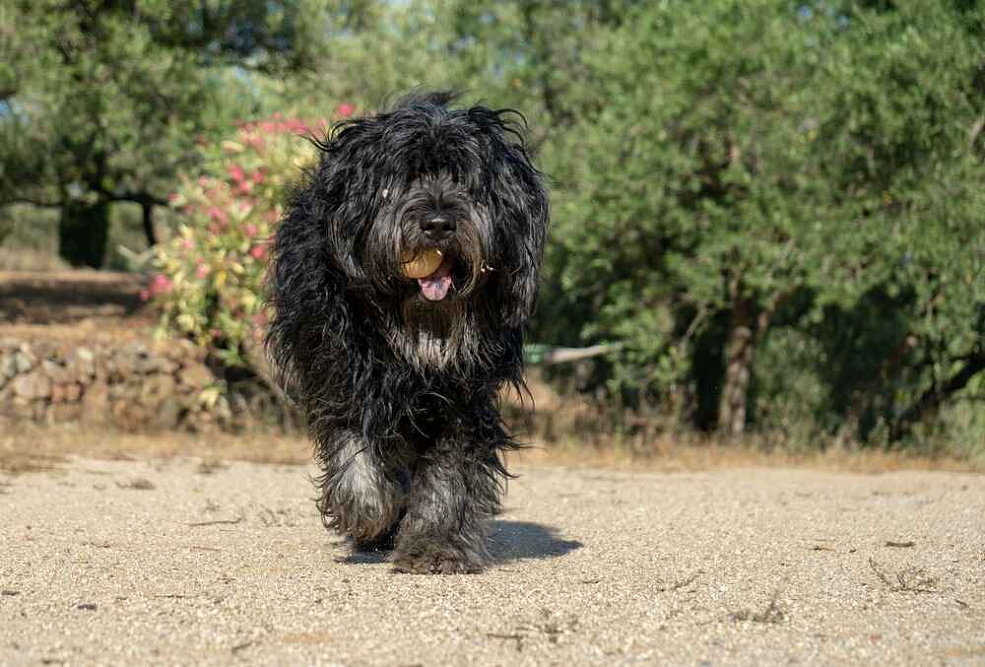 Бергамская овчарка на фоне деревьев