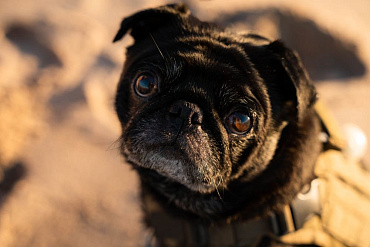 Сколько живут мопсы – средняя продолжительность жизни и как ее увеличить