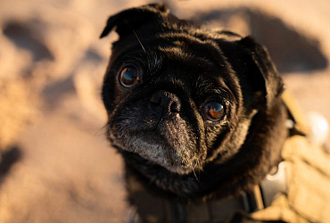 Сколько живут мопсы – средняя продолжительность жизни и как ее увеличить