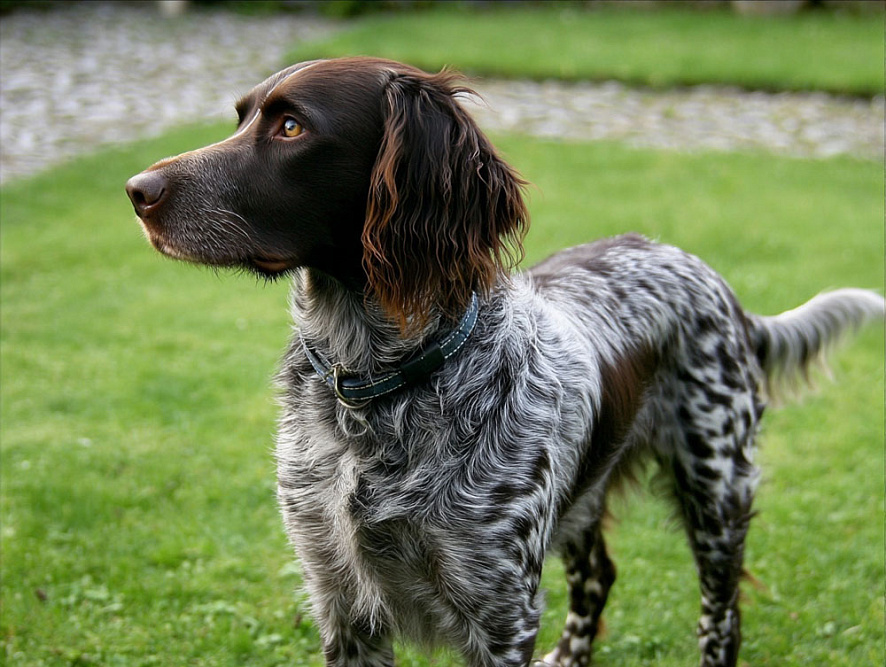 Немецкий спаниель на траве