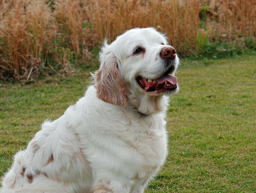Кламбер-спаниель сидит на улице